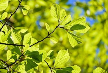 Welke boom past in mijn tuin?