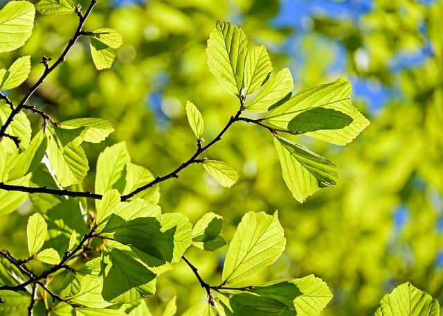 Welke boom past in mijn tuin?