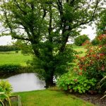 mooie bomen voor middelgrote tuin