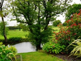 mooie bomen voor middelgrote tuin