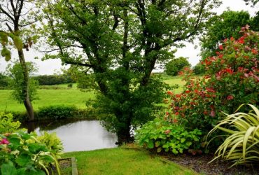 mooie bomen voor middelgrote tuin