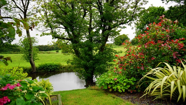 mooie bomen voor middelgrote tuin