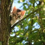 katten uit de tuin houden