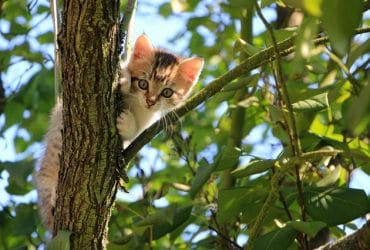 katten uit de tuin houden