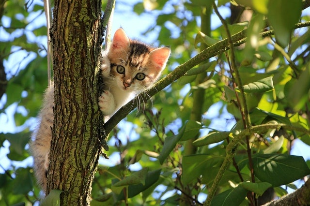 katten uit de tuin houden